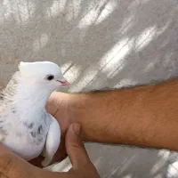 طوقی سینه سیاه ساده هفت رنگ