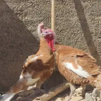 بوقلمون نر