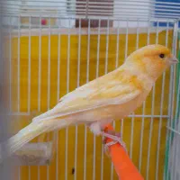 گلکسر پرتقالی مست خون معاوظه باپنکه ایستاده