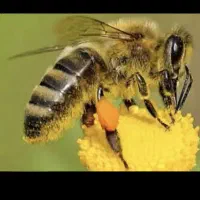 فروش 57تا زنبور عسل