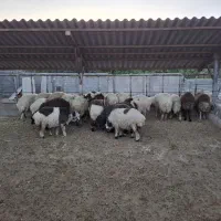 بره ماده داشتی|حیوانات مزرعه|ثلاث باباجانی, |دیوار