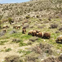 میش بره دار بز کهره دار