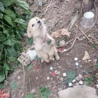 واگذاری سگ پاکوتاه