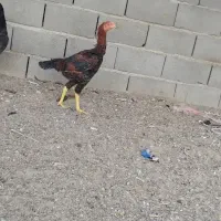 خروس لاری|حیوانات مزرعه|مهریز, |دیوار