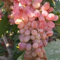 گیاه مو و موندراپ و مویز و سایر....