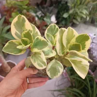 گل و گیاه آپارتمانی پاپیون پلنت