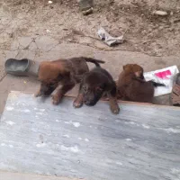 واگذاری توله ژرمن