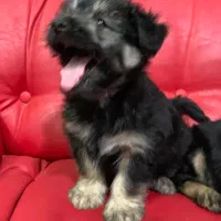 سگ پا کوتاه نژاددار|سگ|گرگان, |دیوار