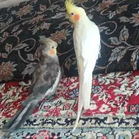 عروس هلندی نر|پرنده|رفسنجان, |دیوار