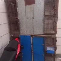 جفتگاه کبوتر