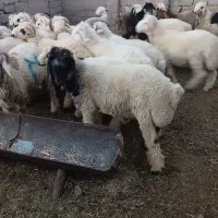 بره نر چاق نژاد عالی و بره ماده داشتی عالی