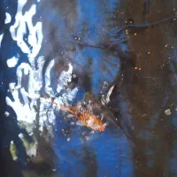 ماهی کوی بزرگ سالم خونگی|ماهی|اصفهان, نصرآباد|دیوار