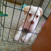 سگ نر سه ماهه نژاد اشپیتز