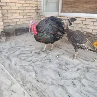 پرنده