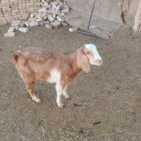 بزغاله کل اطراف فامنین فروش فوری