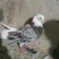 شازده هما و سیاه