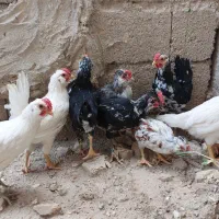 خروس گلین پنج ماهه لارستان