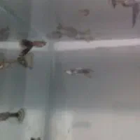 ماهی|ماهی|سبزوار, امام خمینی (ناوی)|دیوار