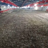 کود مرغی فله عمده با کیفیت