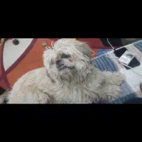 سگ شبتزو|سگ|سمنان, |دیوار