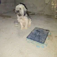 حیوانات|سگ|گنبد کاووس, |دیوار