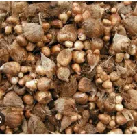 پیاز گل فلزیا (فریزیا)