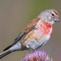 سهره قناری