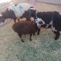 فروش بره نره از 13تا 34