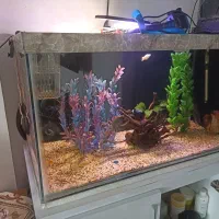 آکواریوم سالم طول ۷۰