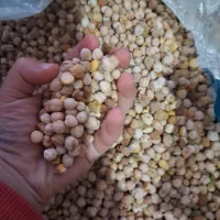 نخود ریز مخصوص فلافل نصف قیمت