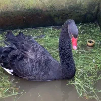 فروش جوجه قو مشکی و ماندارین رنگی