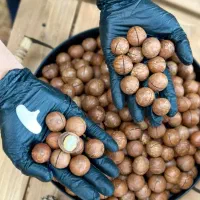 ارائه نهال فندق ماکادمیا باردهی اقتصادی