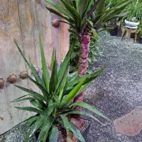 گلهای آپارتمانی|گل و گیاه طبیعی|فولادشهر, مسکن مهر فولادشهر|دیوار