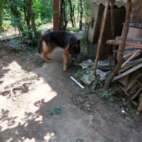 واگذاری سگ ژرمن نر