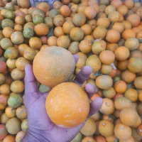 خریدار نارنج و هسته نارنج