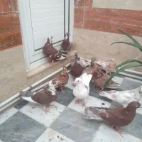 کفتر ۸۰ هزار|پرنده|قم, یزدان‌شهر|دیوار