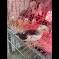 نیمجه گلین|حیوانات مزرعه|چالوس, |دیوار