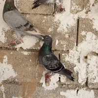 جوجه پلاکی درجه 1|پرنده|بوشهر, |دیوار