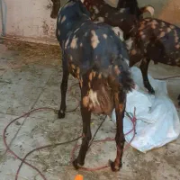 بز اصل پاکستانی