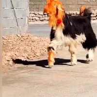 درود فروش این نمونه کهره خریدار