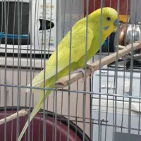 طوطی زیبا و مرغ عشق زیبا|پرنده|تهران, قلهک|دیوار