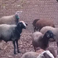 قوچ دو رگه  دو ساله