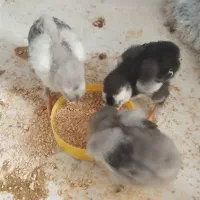 فروش ۳عدد جوجه برهما ۵روزه