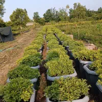 گل و گیاه بیرونی