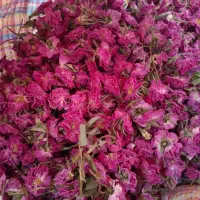 گل محمدی وغنچه