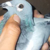 کفتر پرشی|پرنده|بیرجند, |دیوار