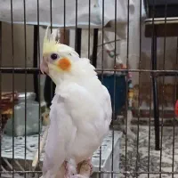 سه تاعروس هلندی. نر.