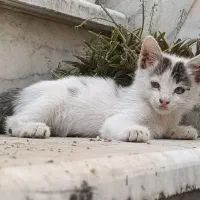 واگذاری گربه سفید خوشگل رایگان