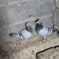 کبوتر میکس مریس دلبر شو ریسر|پرنده|گراش, |دیوار