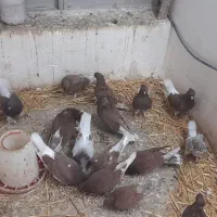 کبوتر سرخ|پرنده|علی‌آباد کتول, |دیوار